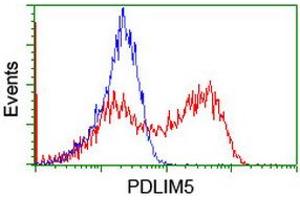 Image no. 2 for anti-PDZ and LIM Domain 5 (PDLIM5) antibody (ABIN1500131)
