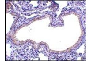 Immunohistochemistry of SLPI in mouse lung tissue with this product at 10 μg/ml.