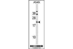 Image no. 1 for anti-GrpE-Like 2, Mitochondrial (GRPEL2) (AA 14-43), (N-Term) antibody (ABIN1539025)