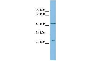 Image no. 1 for anti-V-Ral Simian Leukemia Viral Oncogene Homolog B (Ras Related, GTP Binding Protein) (Ralb) (Middle Region) antibody (ABIN2786742)