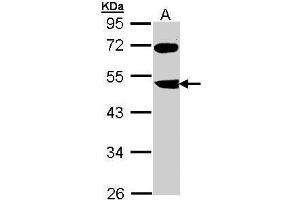 Image no. 1 for anti-F-Box and Leucine-Rich Repeat Protein 3 (FBXL3) (Center) antibody (ABIN2856775)