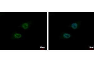 ICC/IF Image BLM antibody [N1N2], N-term detects BLM protein at nucleus by immunofluorescent analysis.