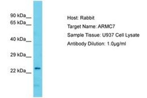 anti-Armadillo Repeat Containing 7 (ARMC7) (AA 61-110) antibody