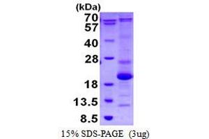 Image no. 1 for ASF1 Anti-Silencing Function 1 Homolog B (ASF1B) protein (His tag) (ABIN1098345)