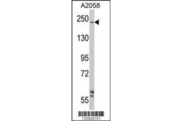 LAMB2 antibody