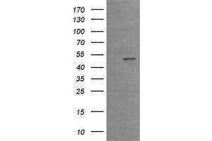 Image no. 3 for anti-Early Growth Response 2 (EGR2) (AA 156-476) antibody (ABIN1490982)