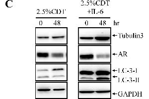 Image no. 41 for anti-Glyceraldehyde-3-Phosphate Dehydrogenase (GAPDH) (Center) antibody (ABIN2857072)