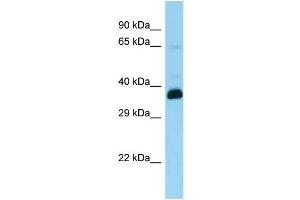 Image no. 1 for anti-Snurportin 1 (SNUPN) (N-Term) antibody (ABIN2778944)