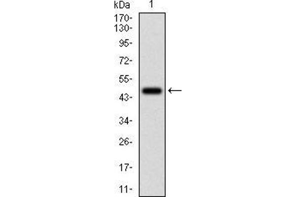 FTL antibody  (full length)
