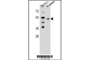 Image no. 1 for anti-T-Box 6 (TBX6) (Center) antibody (ABIN2504401)