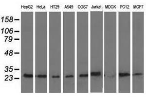 Image no. 2 for anti-Adenylate Kinase 3 (AK3) antibody (ABIN1496522)