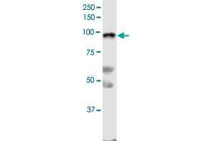 Image no. 2 for anti-Schlafen Family Member 5 (SLFN5) (AA 1-338) antibody (ABIN2752450)
