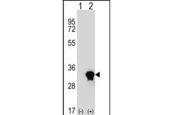 CTRP6 antibody  (N-Term)