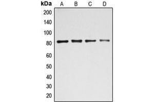 Image no. 3 for anti-BTB and CNC Homology 1, Basic Leucine Zipper Transcription Factor 1 (BACH1) (Center) antibody (ABIN2705559)