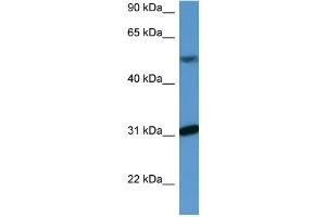 Image no. 1 for anti-WD Repeat Domain 83 (wdr83) (C-Term) antibody (ABIN2788430)