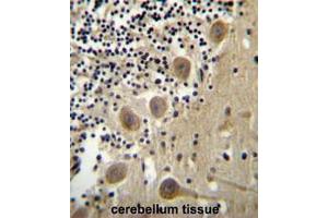 BEND6 Antibody (C-term) immunohistochemistry analysis in formalin fixed and paraffin embedded human cerebellum tissue followed by peroxidase conjugation of the secondary antibody and DAB staining.