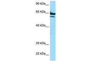 Image no. 1 for anti-AarF Domain Containing Kinase 2 (ADCK2) (AA 523-572) antibody (ABIN6747375)