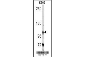 Image no. 1 for anti-Bicaudal D Homolog 2 (BICD2) (AA 787-818), (C-Term) antibody (ABIN392178)