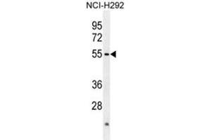 Image no. 1 for anti-Actin-Like 7A (ACTL7A) (AA 48-75), (N-Term) antibody (ABIN950263)