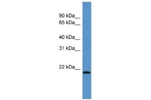 Image no. 1 for anti-Actin Related Protein 2/3 Complex, Subunit 4, 20kDa (ARPC4) (N-Term) antibody (ABIN2777767)