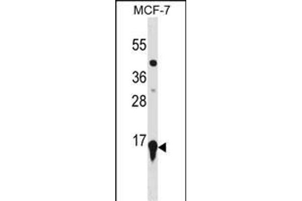 HIST2H3A anticorps  (C-Term)