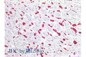 Image no. 1 for anti-Glycophorin A (GYPA) (N-Term) antibody (ABIN94041)