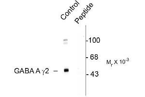 anti-gamma-aminobutyric Acid (GABA) A Receptor, gamma 2 (GABRG2) (pSer327) antibody
