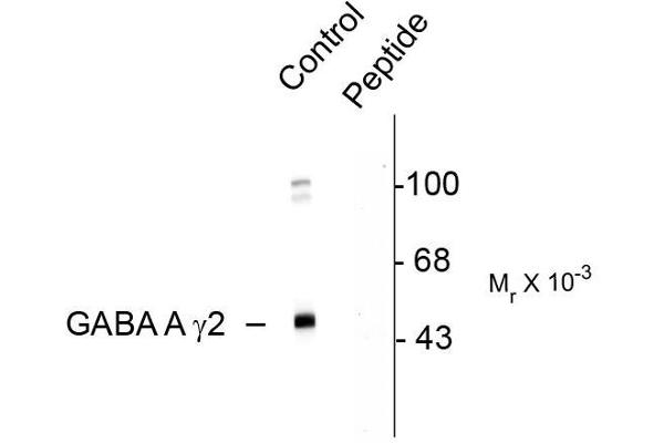 anti-gamma-aminobutyric Acid (GABA) A Receptor, gamma 2 (GABRG2) (pSer327) antibody