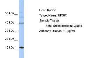 Image no. 1 for anti-UFM1-Specific Peptidase 1 (Non-Functional) (UFSP1) (C-Term) antibody (ABIN2785715)