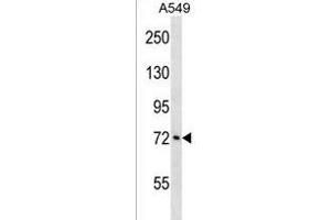 ATXN1L Antibody (Center) (ABIN1538381 and ABIN2850206) western blot analysis in A549 cell line lysates (35 μg/lane).