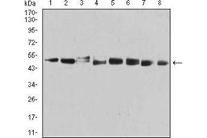 Image no. 1 for anti-Proteasome (Prosome, Macropain) 26S Subunit, ATPase, 3 (PSMC3) (AA 53-152) antibody (ABIN5542634)