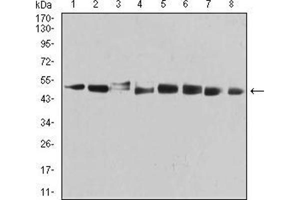 anti-Proteasome (Prosome, Macropain) 26S Subunit, ATPase, 3 (PSMC3) (AA 53-152) antibody