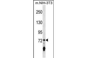 Image no. 1 for anti-Interleukin 17 Receptor A (IL17RA) (AA 721-747), (C-Term) antibody (ABIN5531468)