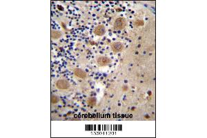 Image no. 2 for anti-AFG3-Like Protein 2 (AFG3L2) (AA 52-80), (N-Term) antibody (ABIN657143)