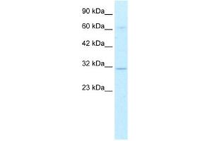 Image no. 2 for anti-D Site of Albumin Promoter (Albumin D-Box) Binding Protein (DBP) (Middle Region) antibody (ABIN2777367)