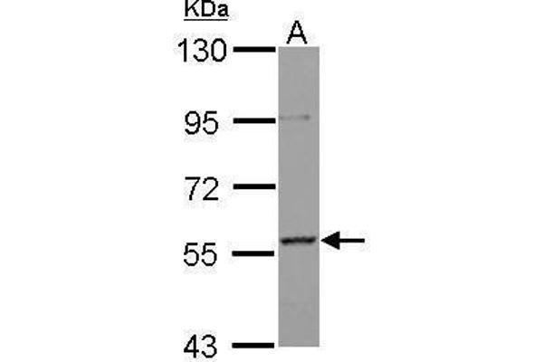 anti-Protein AF-9 (MLLT3) (Center) antibody