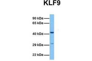 Image no. 4 for anti-Kruppel-Like Factor 9 (KLF9) (N-Term) antibody (ABIN2777263)