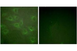 Image no. 3 for anti-Potassium Voltage-Gated Channel, Shaker-Related Subfamily, Member 3 (KCNA3) (AA 101-150), (pTyr135) antibody (ABIN1531682)