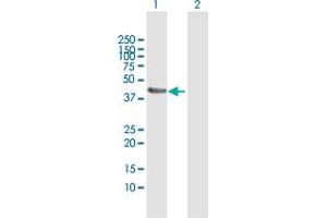 Western Blot analysis of ACTL7B expression in transfected 293T cell line by ACTL7B MaxPab polyclonal antibody.
