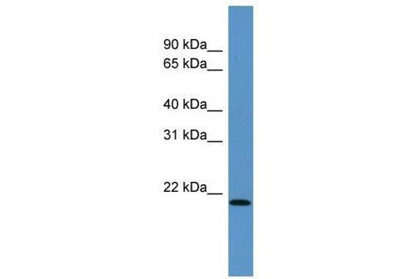 anti-Actin Related Protein 2/3 Complex, Subunit 4, 20kDa (ARPC4) (N-Term) antibody