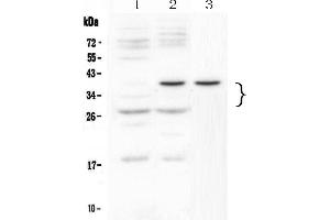 Image no. 1 for anti-Vascular Endothelial Growth Factor A (VEGFA) (AA 27-190) antibody (ABIN5692962)