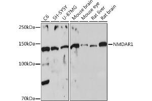 GRIN1/NMDAR1 Antikörper  (AA 600-700)