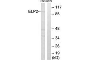 Image no. 1 for anti-Elongator Acetyltransferase Complex Subunit 2 (ELP2) (AA 771-820) antibody (ABIN1534887)