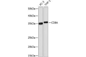Western blot analysis of extracts of various cell lines, using CD8A Rabbit mAb (ABIN1512846, ABIN3021030, ABIN3021031 and ABIN7101333) at 1:1000 dilution.