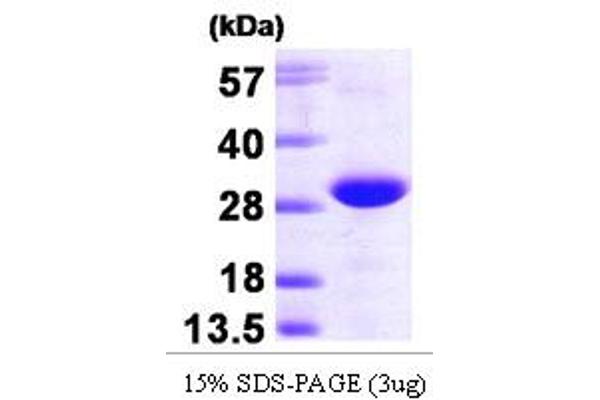 RRAS2 Protein (AA 1-201) (His tag)