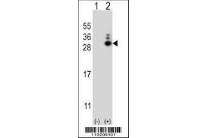 Image no. 1 for anti-MOB1, Mps One Binder Kinase Activator-Like 1B (MOBKL1B) (AA 5-33), (N-Term) antibody (ABIN656811)