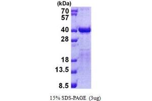 Image no. 1 for Transcription Elongation Factor A2 (TCEA2) (AA 1-299) protein (His tag) (ABIN5853007)