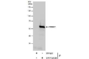 anti-RET Finger Protein (RFP) (Center) antibody