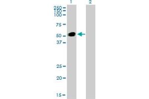 Image no. 3 for anti-GATA Binding Protein 2 (GATA2) (AA 1-102) antibody (ABIN561002)
