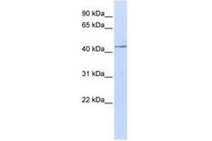 Image no. 1 for anti-Interleukin 11 Receptor, alpha (IL11RA) (AA 108-157) antibody (ABIN6740974)